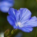 Linum usitatissimum - Gewöhnlicher Lein